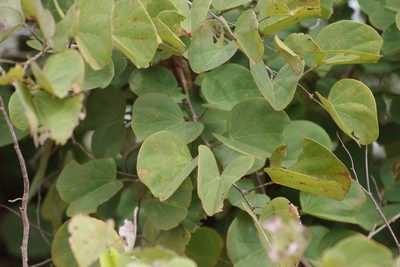 Piliostigma malabaricum, photographed by coenobita