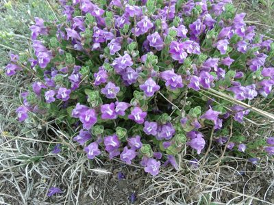 Scutellaria resinosa, photographed by John G. Phillips