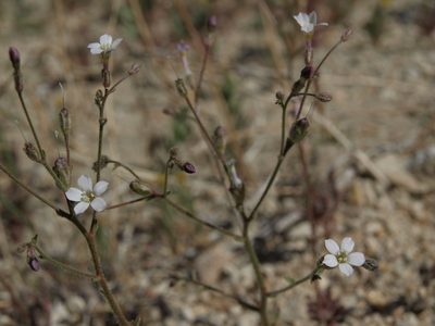Aliciella hutchinsifolia
