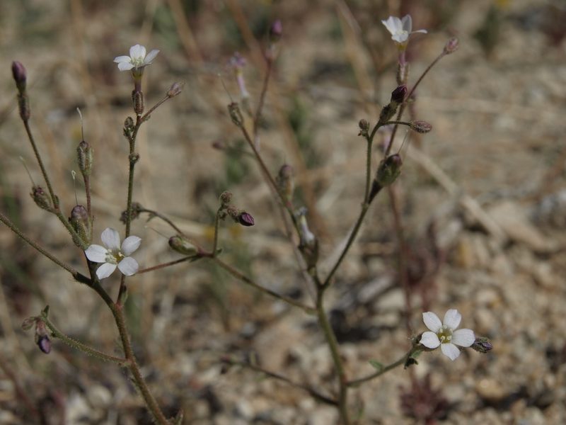 Aliciella hutchinsifolia, photographed by Jim Morefield