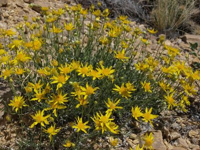 Acamptopappus shockleyi, photographed by Jim Morefield