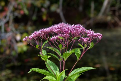 Eutrochium dubium, photographed by Joshua Liverman
