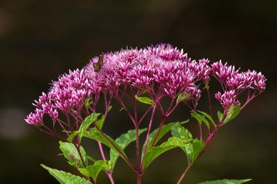 Eutrochium dubium, photographed by Joshua Liverman