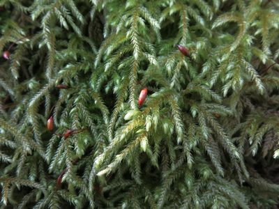 Loeskeobryum brevirostre, photographed by Evan M. Raskin