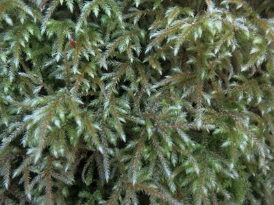 Loeskeobryum brevirostre, photographed by Evan M. Raskin