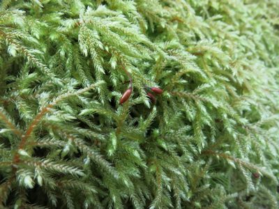 Loeskeobryum brevirostre, photographed by Evan M. Raskin