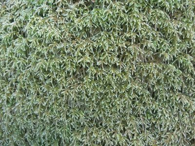 Loeskeobryum brevirostre, photographed by Evan M. Raskin