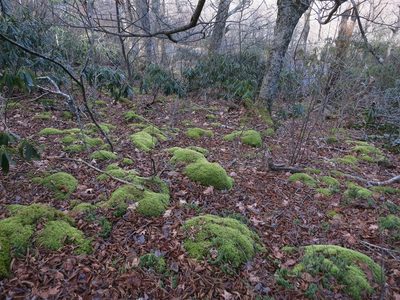 Loeskeobryum brevirostre, photographed by Evan M. Raskin
