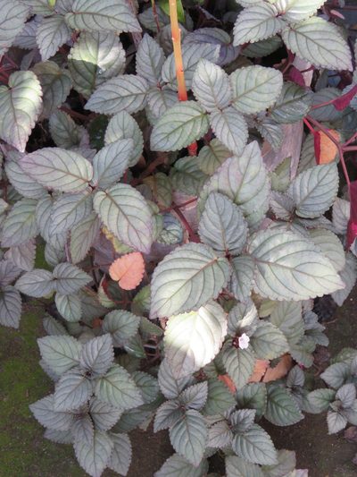 Strobilanthes alternata, photographed by jmmaes