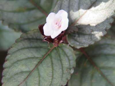 Strobilanthes alternata, photographed by jmmaes