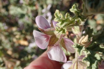 Anisodontea triloba, photographed by Peter Warren