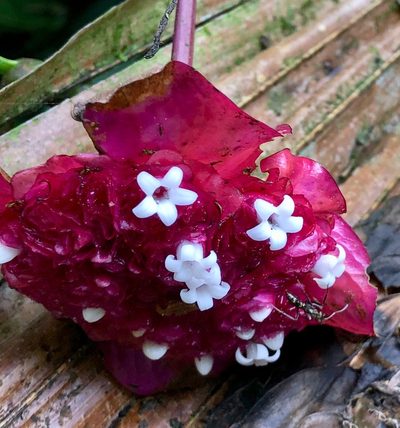 Palicourea correae, photographed by desertnaturalist