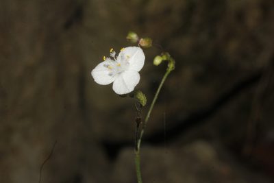 Gibasis pellucida, photographed by Juan Cruzado Cortés