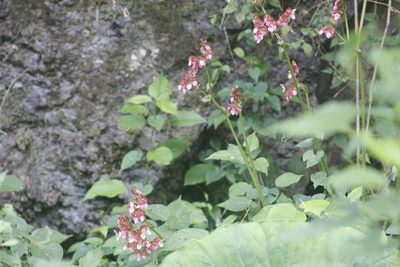 Begonia heracleifolia, photographed by Juan Cruzado Cortés