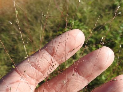 Digitaria cognata, photographed by Sam Kieschnick