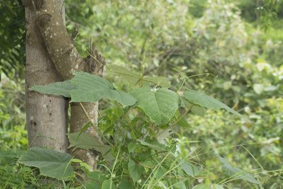 Mallotus tetracoccus, photographed by S.MORE
