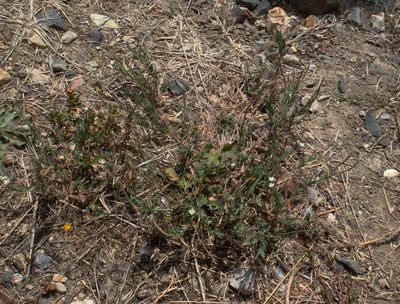 Epilobium hirtigerum, photographed by Peter de Lange