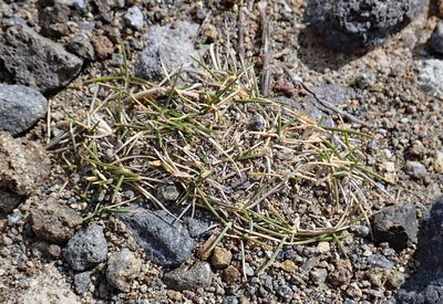 Zoysia minima, photographed by Peter de Lange