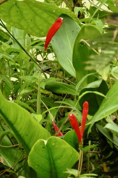 Centropogon coccineus, photographed by desertnaturalist