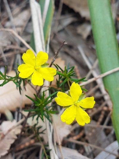 Hibbertia acicularis, photographed by Vale Jenny Conolly