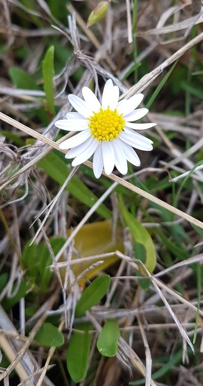 Brachyscome graminea, photographed by Vale Jenny Conolly