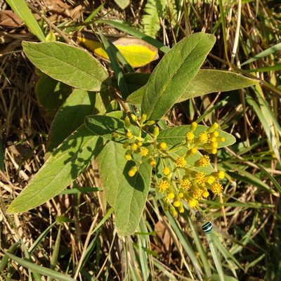 Inula cappa, photographed by portioid