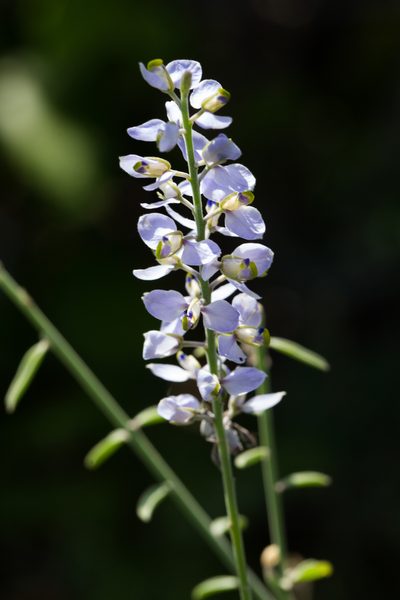 Polygala magdalenae, photographed by Ken-ichi Ueda