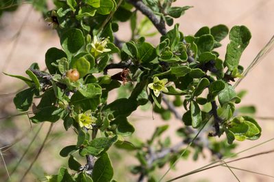 Bourreria sonorae, photographed by Ken-ichi Ueda