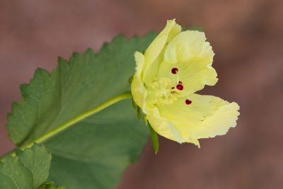 Hibiscus ribifolius, photographed by Ken-ichi Ueda