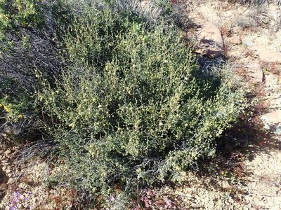 Roepera foetida, photographed by Peter Warren
