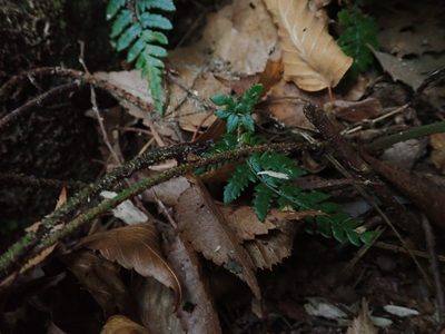 Dryopteris bissetiana, photographed by Yoshihiro Tokue