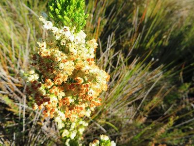 Erica floccifera, photographed by linkie
