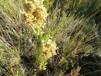 Erica floccifera, photographed by linkie