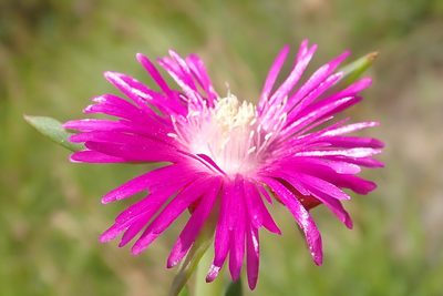 Ruschia duthieae, photographed by Nicola van Berkel