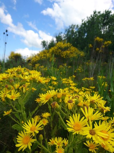 Senecio selloi, photographed by Romi Galeota Lencina
