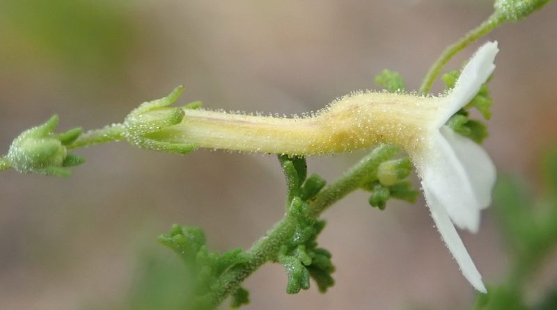 Jamesbrittenia argentea, photographed by Nicola van Berkel