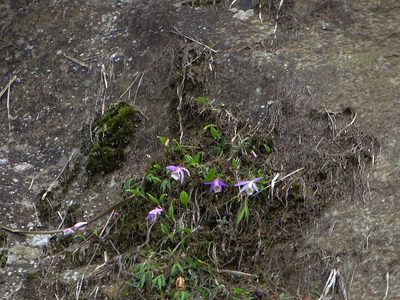 Pleione formosana, photographed by 葉子