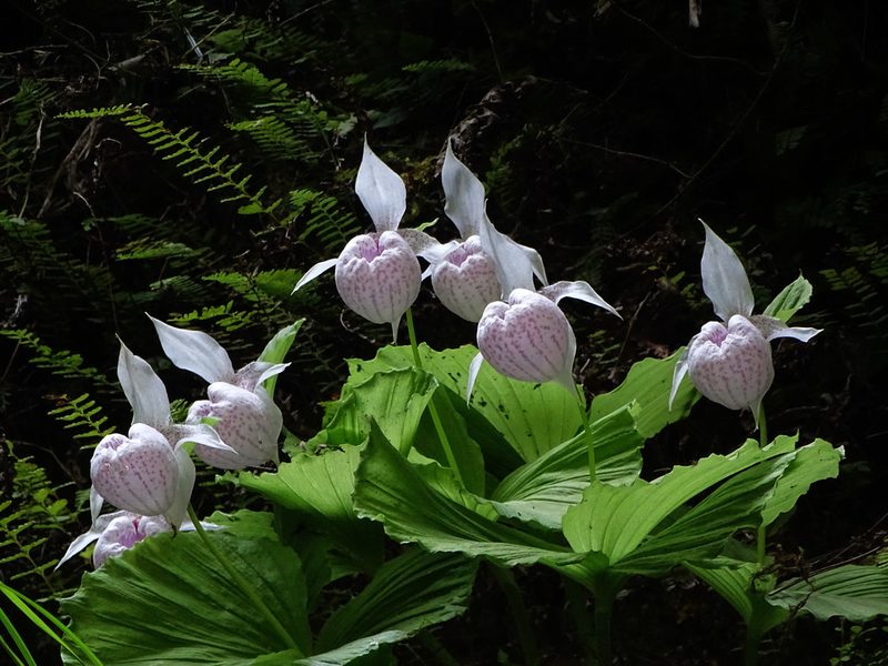 Cypripedium formosanum, photographed by 葉子