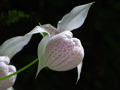 Cypripedium formosanum, photographed by 葉子