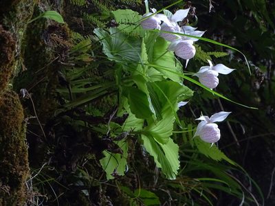 Cypripedium formosanum, photographed by 葉子