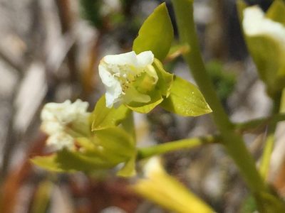 Eulophia lamellata, photographed by Caroline Voget