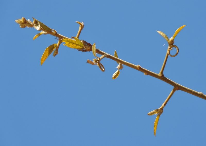 Hugonia orientalis, photographed by i_c_riddell