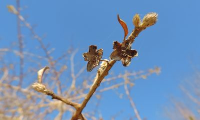 Hugonia orientalis, photographed by i_c_riddell