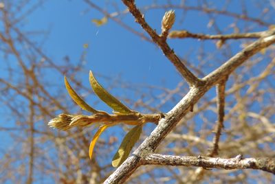 Hugonia orientalis, photographed by i_c_riddell