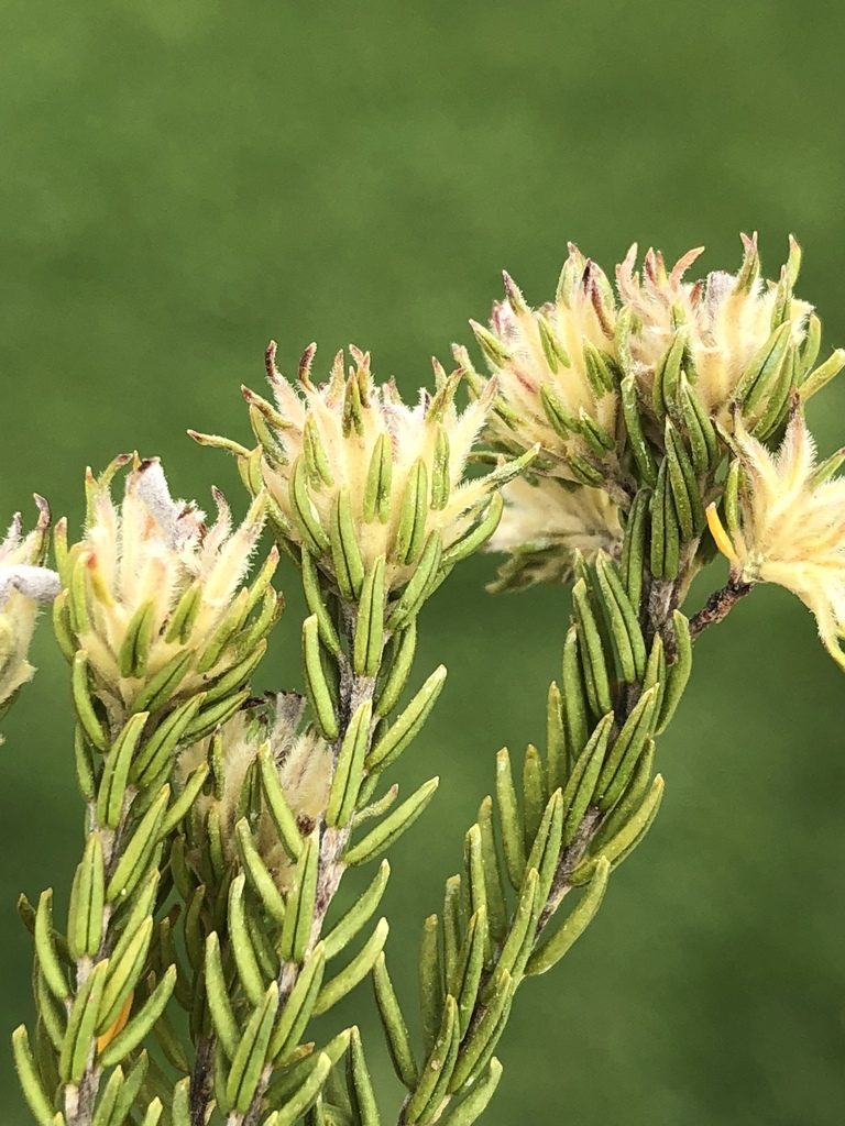 Phylica abietina, photographed by Dave U