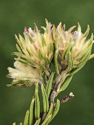 Phylica abietina, photographed by Dave U