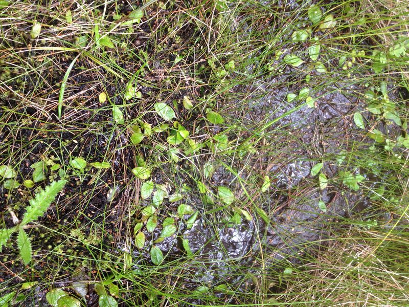 Potamogeton suboblongus, photographed by Tim Park