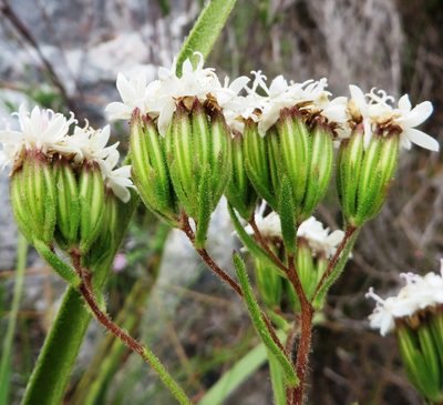 Corymbium villosum, photographed by linkie