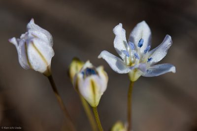 Triteleia lilacina, photographed by Ken-ichi Ueda