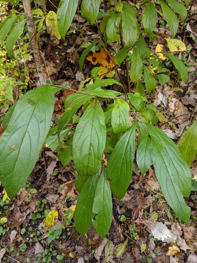 Rhamnus utilis, photographed by Nathan Jacobs